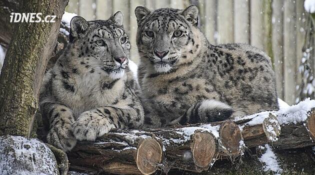 Hayvanat bahçesinde kış: Irbis donu sever, buz zürafalar için bir tehdittir