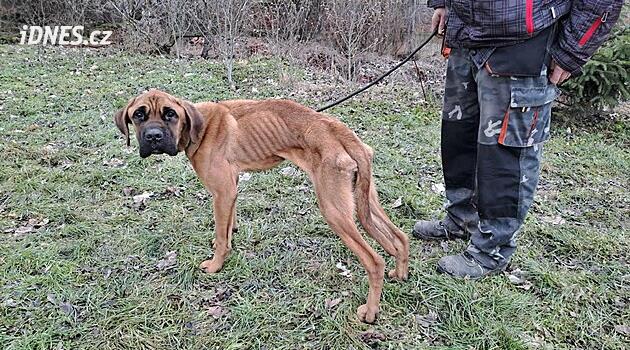 Štěně za desítky tisíc našli přivázané za městem. Pes už byl na pokraji smrti