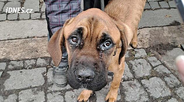 Sahibini Podbořany'de safkan bir köpeğe tacizde bulunmakla suçladılar