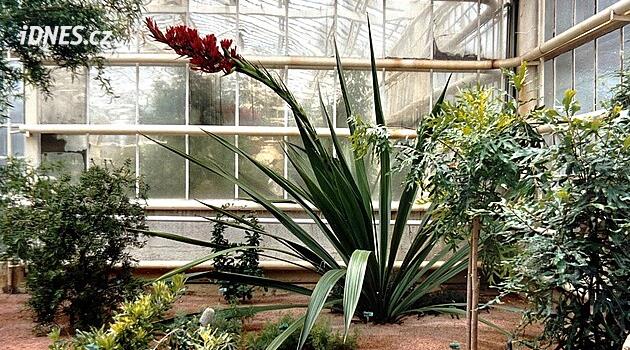 Dev zambak Doryanthes palmeri Liberec Botanik Bahçesi'nde çiçek açıyor