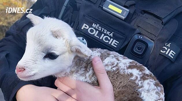 Mimoň'dan polis memurları başıboş bir kuzu yakalıyordu