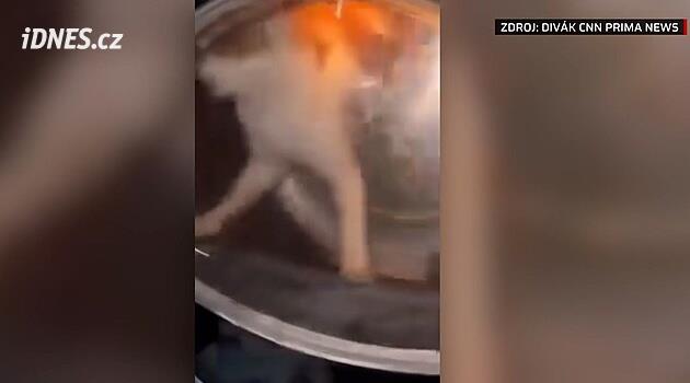 Protočili kočku v sušičce a hodili ji psovi. Žalobkyně zrušila obvinění mladíků