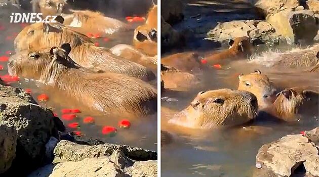 Japonsko pořádá každý rok soutěž kapybar v koupání - iDNES.cz