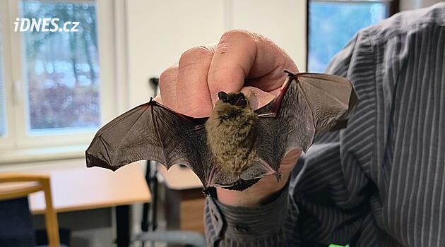 Netopýři zimovali na zámku ve dvojitém okně, málem pomřeli kvůli buzení a žízni