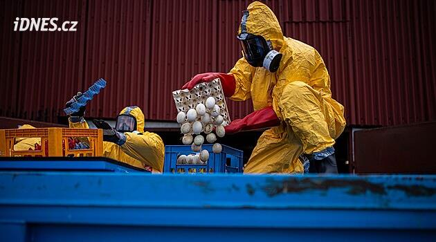 Hradec Králové'de kuş gribi: 236.000 yumurtacı tavuğun tasfiyesi başladı