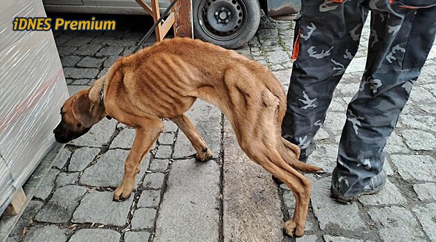 Vyhladovělé štěně uvázal na opuštěném místě, u soudu zapůsobil na státního zástupce