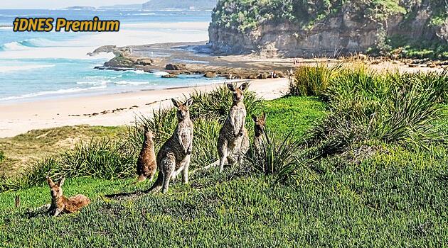 Povinné volby i jiný přístup k migrantům. Co vše je u protinožců obráceně