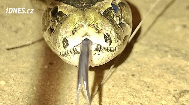 Africký gigant se vrací do Ostravy. Zoo ukázala krajtu, která budí respekt i za sklem