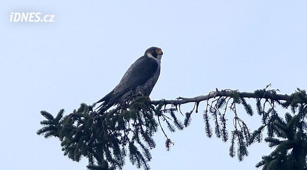 Doğa korumacılar şahinlerin Žďársko'ya dönüşünden memnun, turistlerin girişini kısıtladılar