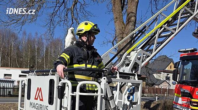 Jablonec nad Nisou'daki papağan parlak güneşten korktu ve itfaiyeciler onu yakaladı