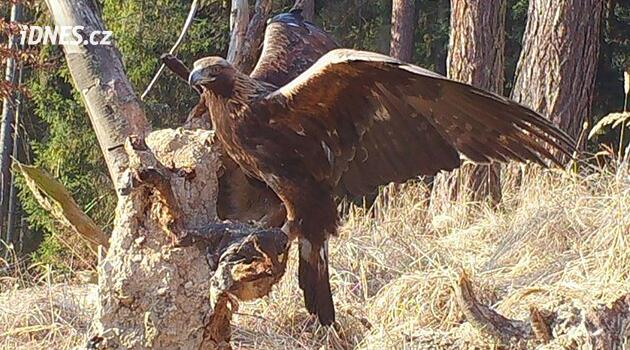 Çevreciler Tonička adlı başka bir kartalı öldüren bir kartal buldular