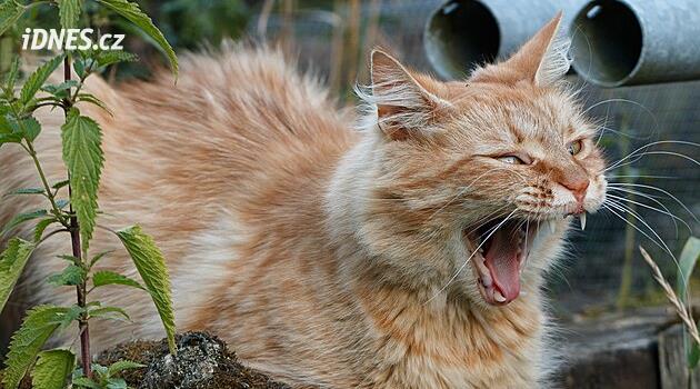 Kraslický kedi barınağının yeni tesislere ihtiyacı var ama parası yok