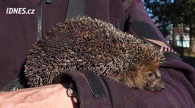 Pilsen'deki hayvan kurtarıcıları dikenleri kırılan kirpiyle ilgileniyor
