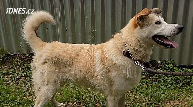 Barınaktaki bir köpek izci kızını başından yaraladı. Polis izciye, sığınma evindeki kadına ve belediyeye suç duyurusunda bulundu