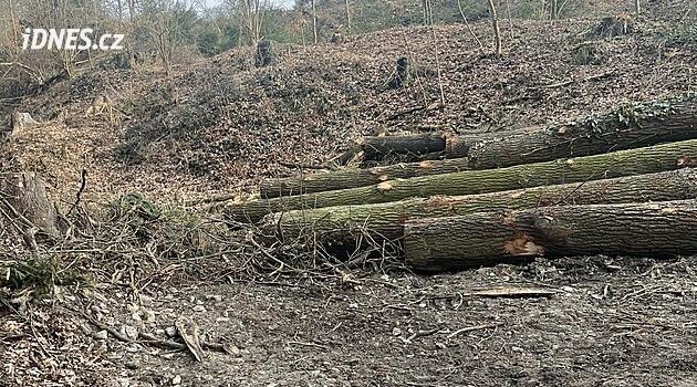 Kesilen meşe ağaçları nedeniyle Boršov nad Vltavou'da işler kaynıyor