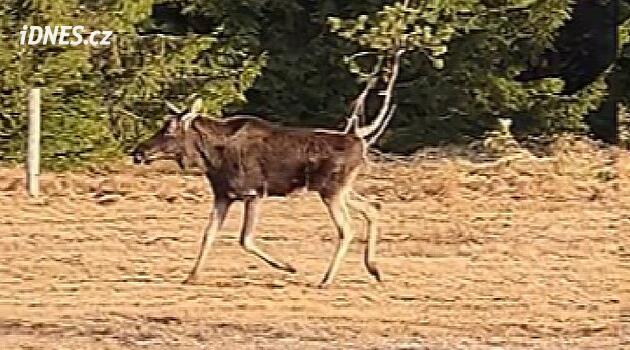Bir adam Šumava'da geyik Emil'i filme aldı