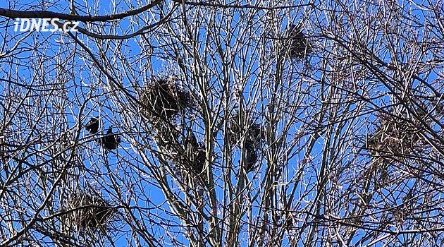 Tábor'da 100'den fazla kuzgun yuvası kaldırıldı; bu son yılların en yüksek rakamı oldu