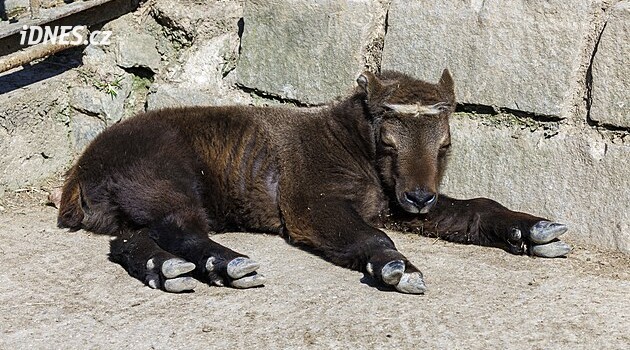 Muž v zoo přelezl zábranu a uhodil zvíře klackem přes mříž. Ještě se tomu smál