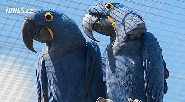 Hlineck'te nadir görülen bir papağan arayışı yavaş yavaş sona yaklaşıyor