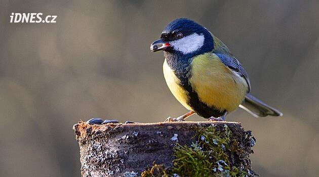 Bülbüller çoğunlukla Vysočina'daki besleyicilere uçarlar, en çok sayıda serçeler bulunur