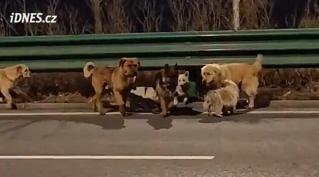 Svět dojímá příběh sedmi psů. Utekli z řeznického auta a našli cestu domů