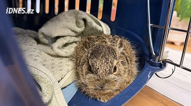 Bir tavşan, Šumperska'daki bir kavşaktaki çiçek tarhında bebek doğurdu
