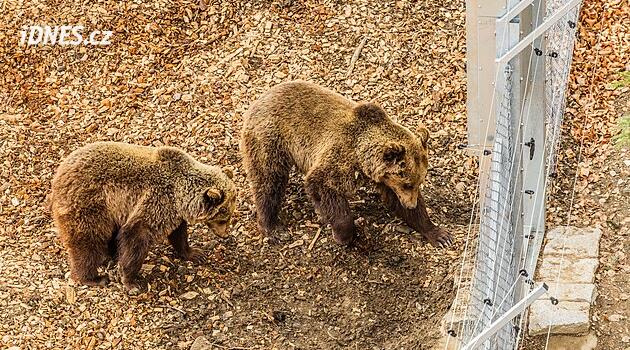 Návrat medvědů do Krkonoš. Tříletý pár se prohání pod Stezkou korunami stromů