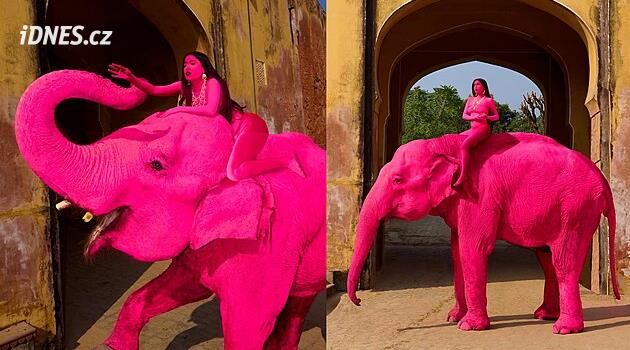 Ruská fotografka pobouřila internet. Nechala slona natřít narůžovo