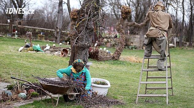 Olešná'daki saman adamlar geri döndü: Alois elma ağaçlarını budaıyor