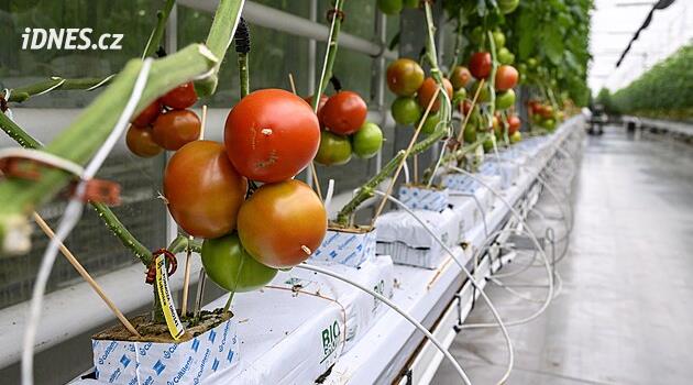 Rajčata od elektrárny jsou hit. Nahlédněte do obřích skleníků s odpadním teplem