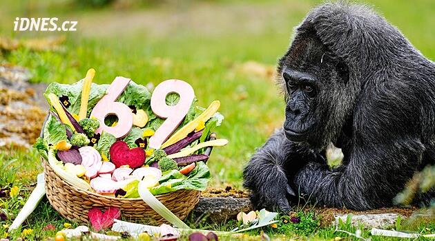 Nejstarší gorila na světě slaví 69. narozeniny. Fatou potěšili kyticí i hostinou