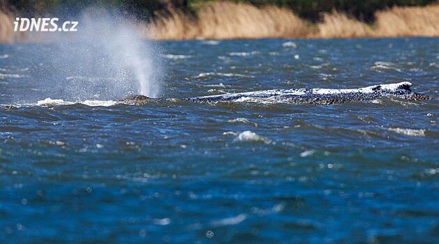 Velryba Timmy se osvobodila, pak ale opět zůstala ležet. Více napoví další hodiny