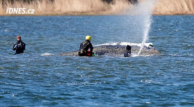 Timmymu pomoct nedokážeme, vzkázal Babiš lidem, kteří mu kvůli velrybě píší