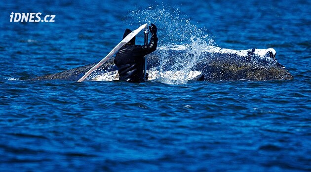 Boj za Timmyho záchranu pokračuje. Velrybu chtějí naložit na barku