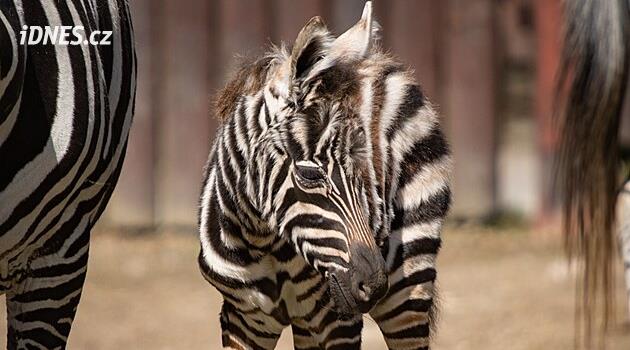 Liberec hayvanat bahçesinde nesli tükenmekte olan bir zebra yavrusu doğdu