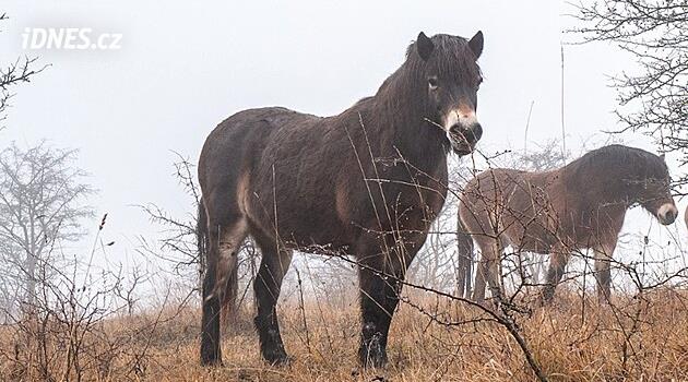 Bohemya Cenneti'ndeki yabani at rezervinde zaten kısraklar var