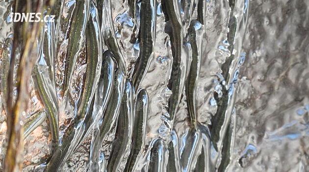 Zázrak plný dřiny trvá deset hodin. Když ryby šplhají vzhůru po vodopádu