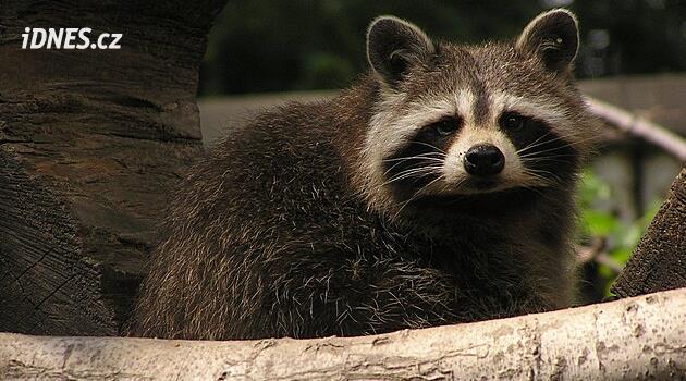 Ostrava'daki hayvanat bahçesi sorunu istilacı rakunlarla çözüyor