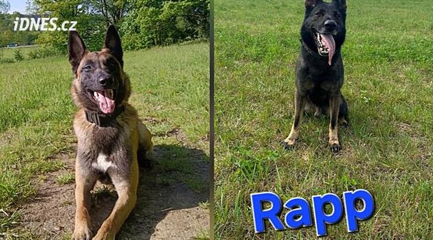 Seniorka se vydala na kopřivy do nádivky, upadla na poli a našli ji až v noci