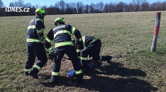 Orlickousteck'te bir karaca elektrikli çite sıkıştı