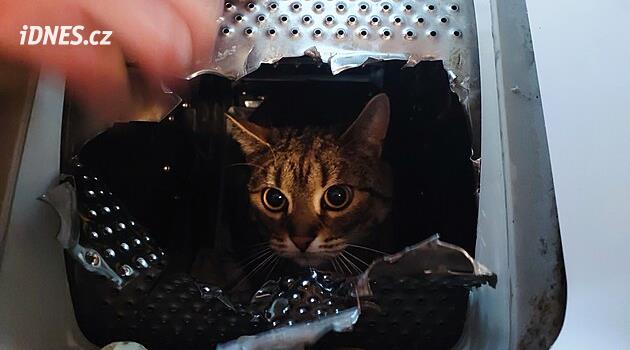 Kocour uvázl v bubnu pračky. Hasiči za jeho vysvobození dostali sladkou odměnu