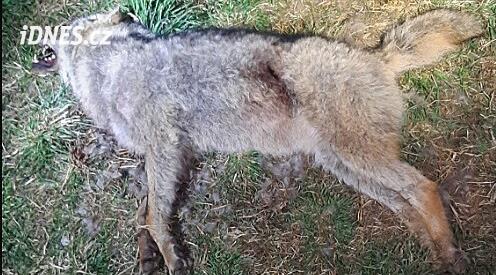 Na Českokrumlovsku našli mrtvého vlka, příčinu smrti má odhalit pitva