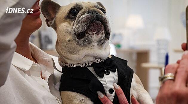 Obojek pro pejska za cenu luxusního bytu. New York představil nový trend