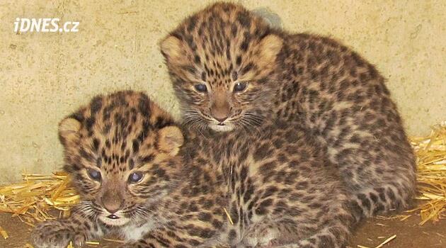 Olomouc Hayvanat Bahçesi'ndeki üç Mançurya leopar yavrusundan biri öldü