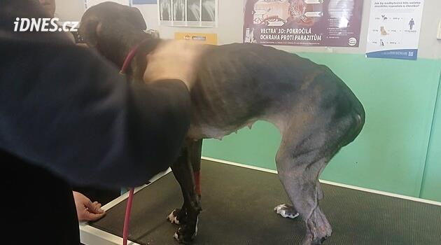 Bir deri bir kemik kalmış köpeklerin kemikleri dışarı çıkmıştı. Sahibi parasının olmadığını iddia ediyor