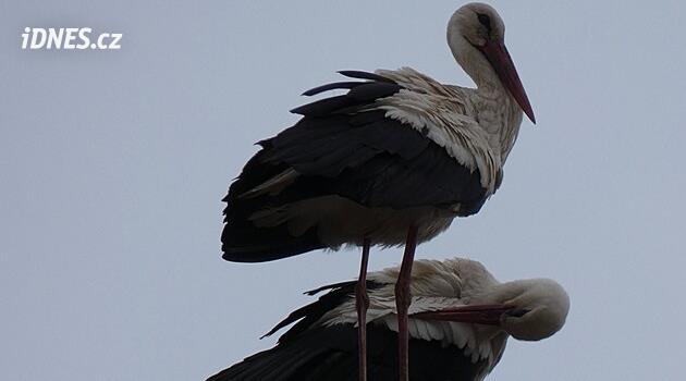 Sloup s Madonou už zase obhlížejí čápi, náhradní se jim nelíbí. Město zakročí