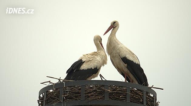 Čápi vzali na milost sloup, když jim Madonu zakryli. Broumov pro ně hledá jména