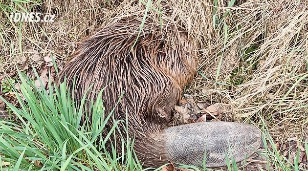 Bobr v příkopu budil obavy, nakonec si jen počkal na odvoz k řece
