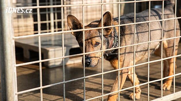 Šumperk, barınağa gerek olmadığına, bulunan köpeklerin başarıyla geri gönderildiğine karar verdi