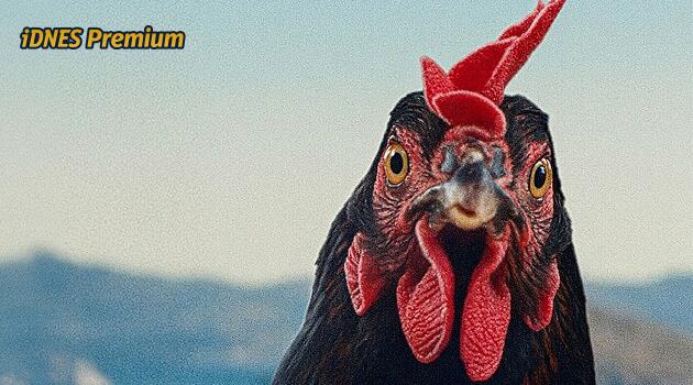 RECENZE: Tak vtipný film tu dlouho nebyl. Neskutečné, co o lidech sdělí jedna Slepice